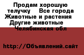 Продам хорошую телучку. - Все города Животные и растения » Другие животные   . Челябинская обл.